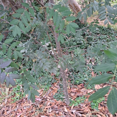 Sorbus domestica (Service Tree) at Hackett, ACT - 30 Apr 2024 by abread111