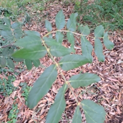 Sorbus domestica at Hackett, ACT - 30 Apr 2024