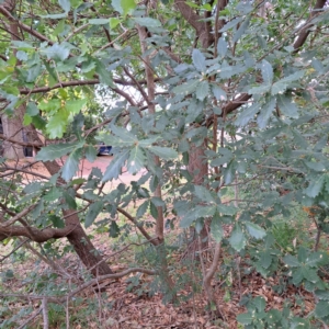 Quercus robur at Hackett, ACT - 30 Apr 2024
