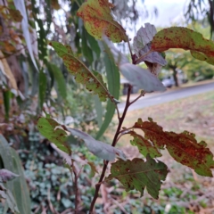 Prunus sp. at Watson, ACT - 30 Apr 2024
