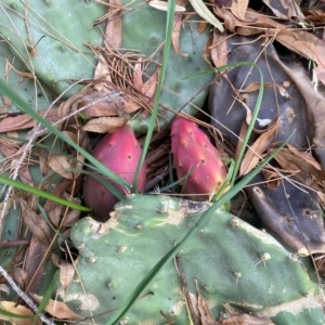 Opuntia sp. at Bruce, ACT - 25 Apr 2024 02:29 PM