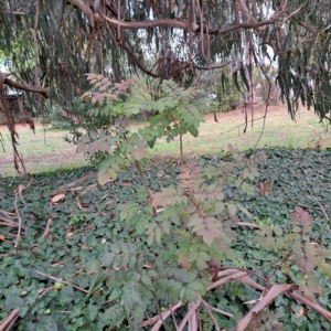 Fraxinus sp. at Watson, ACT - 30 Apr 2024