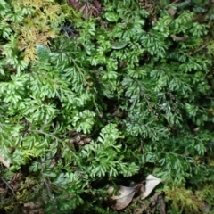 Hymenophyllum cupressiforme (Common Filmy Fern) at Wandera State Forest - 23 Apr 2024 by plants