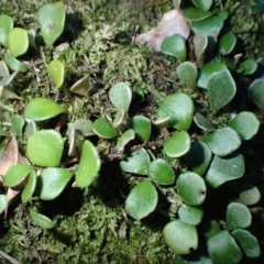 Pyrrosia rupestris (Rock Felt Fern) at Wandera State Forest - 23 Apr 2024 by plants