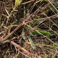 Digitaria sanguinalis (Summer Grass) at Emu Creek Belconnen (ECB) - 25 Apr 2024 by JohnGiacon