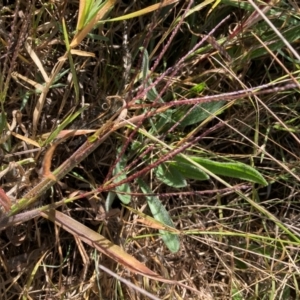 Digitaria sanguinalis at Emu Creek Belconnen (ECB) - 25 Apr 2024