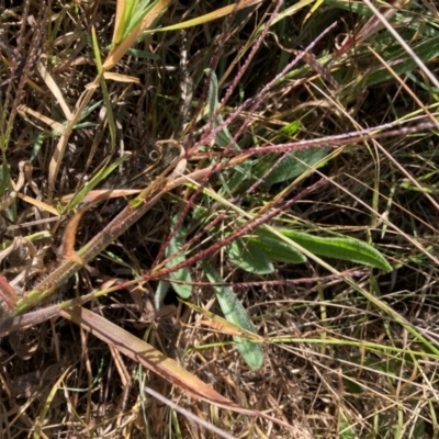 Digitaria sanguinalis (Summer Grass) at Emu Creek - 24 Apr 2024 by JohnGiacon