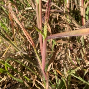 Digitaria sanguinalis at Emu Creek Belconnen (ECB) - 25 Apr 2024