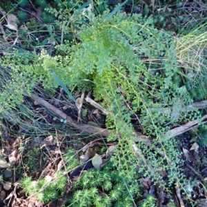 Lindsaea microphylla at Wandera State Forest - 23 Apr 2024