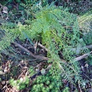 Lindsaea microphylla (Lacy Wedge-fern) at Kiora, NSW by plants