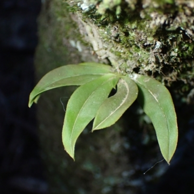 Sarcochilus falcatus (Orange Blossum Orchid) at Kiora, NSW - 23 Apr 2024 by plants