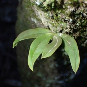 Sarcochilus falcatus (Orange Blossum Orchid) at Kiora, NSW by plants
