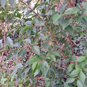 Ligustrum lucidum at Watson, ACT - 30 Apr 2024