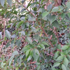 Ligustrum lucidum at Watson, ACT - 30 Apr 2024