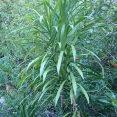 Cordyline stricta (Narrow-leaved Palm Lily) at Congo, NSW - 23 Apr 2024 by plants