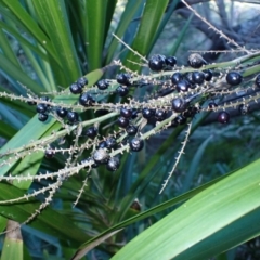 Cordyline stricta at Congo, NSW - 23 Apr 2024