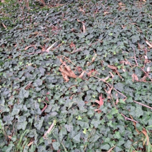 Hedera hibernica at Watson, ACT - 30 Apr 2024