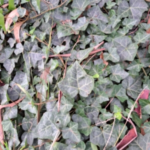 Hedera hibernica at Watson, ACT - 30 Apr 2024