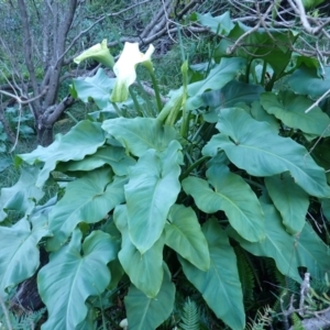 Zantedeschia aethiopica (Arum Lily) at Congo, NSW by plants