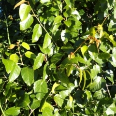 Cissus antarctica (Water Vine, Kangaroo Vine) at Meringo, NSW - 23 Apr 2024 by plants