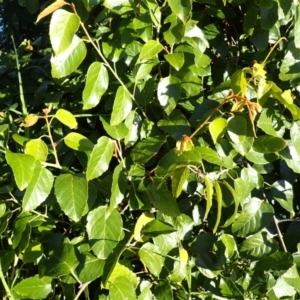 Cissus antarctica at Meringo, NSW - 23 Apr 2024