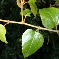 Cissus antarctica at Meringo, NSW - 23 Apr 2024