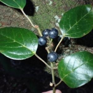 Cissus antarctica at Meringo, NSW - 23 Apr 2024