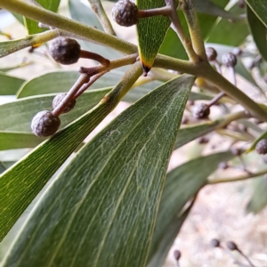 Acacia doratoxylon at suppressed by abread111