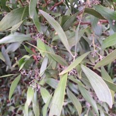 Acacia melanoxylon at Watson, ACT - 30 Apr 2024
