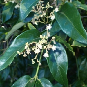 Parsonsia straminea (Common Silkpod) at Meringo, NSW by plants