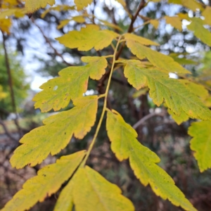 Koelreuteria paniculata at Hackett, ACT - 30 Apr 2024