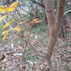 Koelreuteria paniculata at Hackett, ACT - 30 Apr 2024