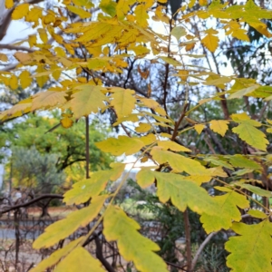 Koelreuteria paniculata at Hackett, ACT - 30 Apr 2024