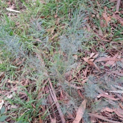 Acacia boormanii (Snowy River Wattle) at Hackett, ACT - 30 Apr 2024 by abread111