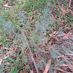 Acacia boormanii at Hackett, ACT - 30 Apr 2024