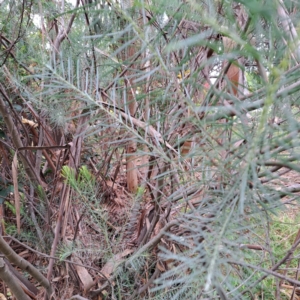 Acacia boormanii at Hackett, ACT - 30 Apr 2024 02:29 PM