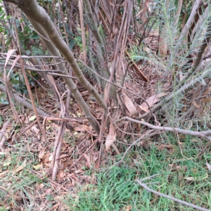 Acacia boormanii at Hackett, ACT - 30 Apr 2024 02:29 PM