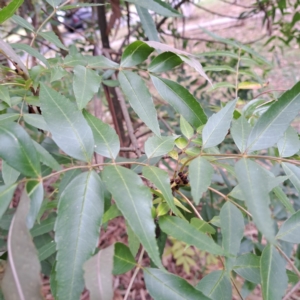 Fraxinus angustifolia subsp. angustifolia at Hackett, ACT - 30 Apr 2024