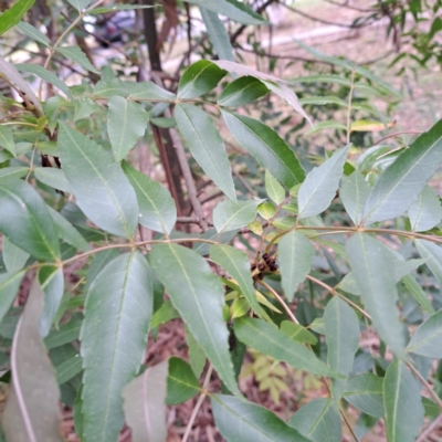 Fraxinus angustifolia subsp. angustifolia (Desert Ash) at Hackett, ACT - 30 Apr 2024 by abread111