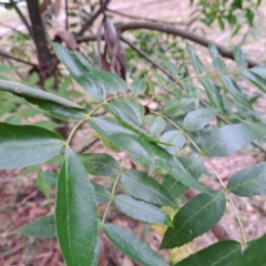 Fraxinus angustifolia subsp. angustifolia at Hackett, ACT - 30 Apr 2024