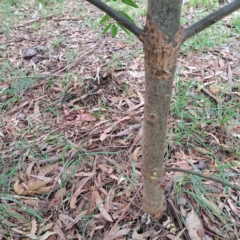 Fraxinus angustifolia subsp. angustifolia at Hackett, ACT - 30 Apr 2024