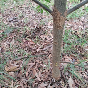 Fraxinus angustifolia subsp. angustifolia at Hackett, ACT - 30 Apr 2024