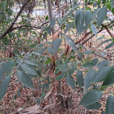 Celtis australis (Nettle Tree) at Hackett, ACT - 30 Apr 2024 by abread111