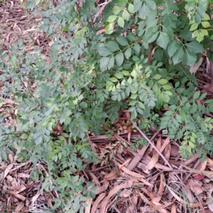 Fraxinus angustifolia subsp. angustifolia at Watson, ACT - 30 Apr 2024