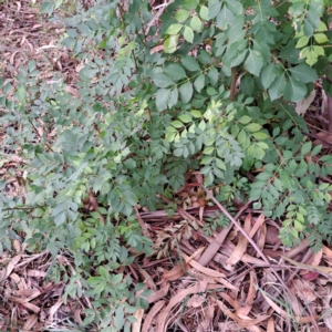 Fraxinus angustifolia subsp. angustifolia at suppressed by abread111