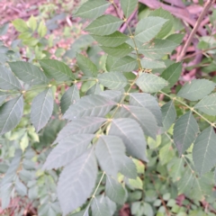 Fraxinus angustifolia subsp. angustifolia at Watson, ACT - 30 Apr 2024