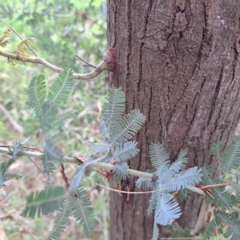 Acacia baileyana (Cootamundra Wattle, Golden Mimosa) at Hackett, ACT - 30 Apr 2024 by abread111