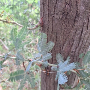 Acacia baileyana at Hackett, ACT - 30 Apr 2024 01:50 PM