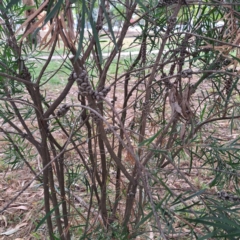 Callistemon (genus) (A Bottlebrush) at Hackett, ACT - 30 Apr 2024 by abread111