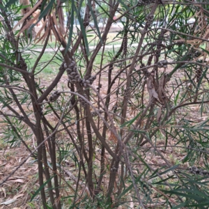 Callistemon sp. at Hackett, ACT - 30 Apr 2024